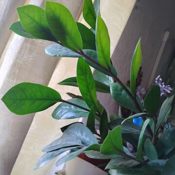 ZZ Plant
