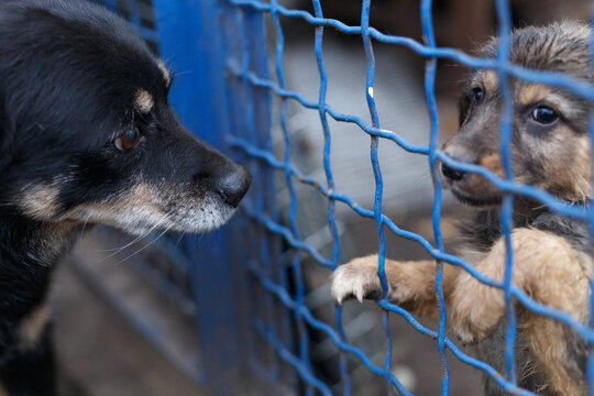 Adult black dog and cute brown puppy in an aviary