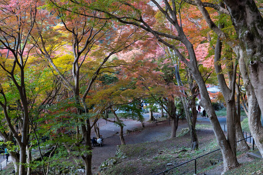 【京都】八瀬もみじの小径に広がる鮮やかな紅葉と散策路の風景 / 【Kyoto】Vibrant Autumn Leaves and Walking Path at Yase Momiji Path