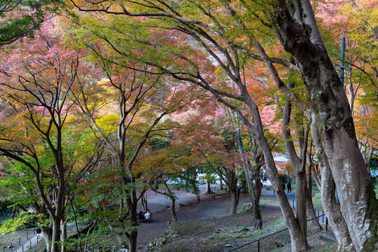 【京都】八瀬もみじの小径に広がる鮮やかな紅葉と散策路の風景 / 【Kyoto】Vibrant Autumn Leaves and Walking Path at Yase Momiji Path