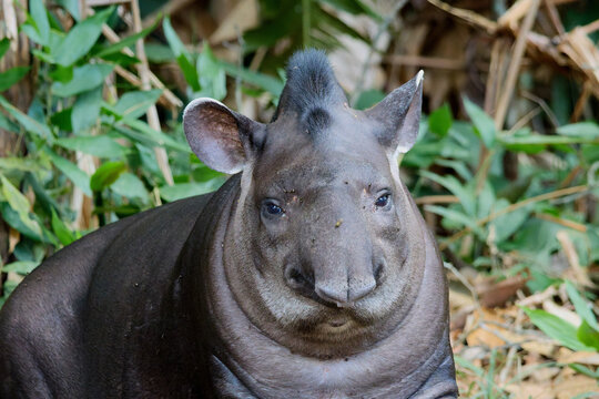 Tapir liegt und schaut in die Kamera mit Regenwald im Hintergrund