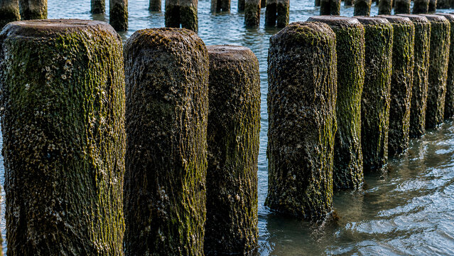 Weathered wooden pilings covered with green algae and barnacles in shallow coastal water. Marine ecology, erosion, tidal habitat, and waterfront infrastructure concept.