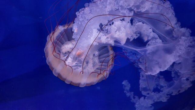 Pacific sea nettle jellyfish swimming in kreisel tank at Delicate Drifters gallery in North Carolina Aquarium on Roanoke Island, Manteo.