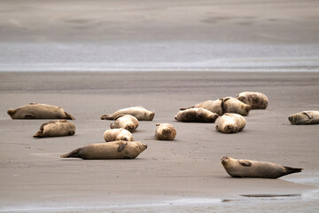 Phoque gris, © JAG IMAGES