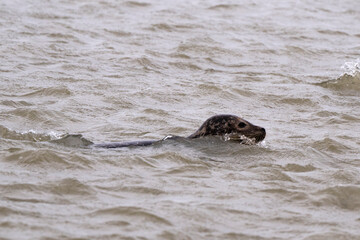 Phoque gris, © JAG IMAGES