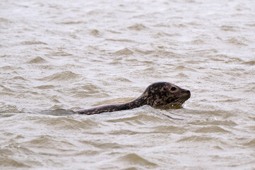 Phoque gris, © JAG IMAGES