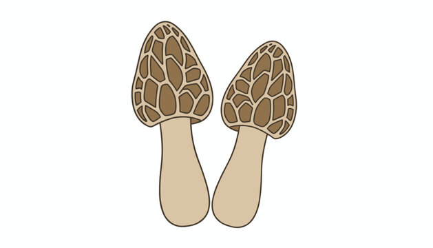 Two natural fresh morel mushrooms with characteristic textured brown caps isolated on a white background.