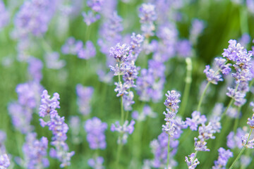 lavender flowers in the field © Vitalii