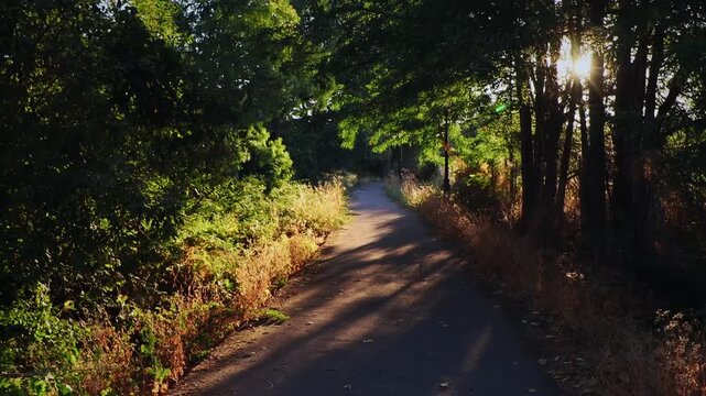 First-person forward walk on a paved park trail with green trees and morning light