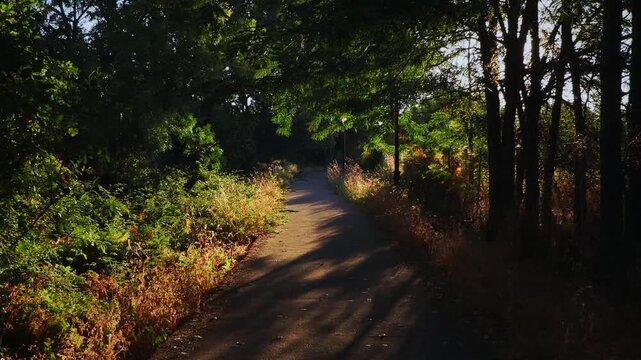 POV forward motion on asphalt path surrounded by golden sunlight and foliage