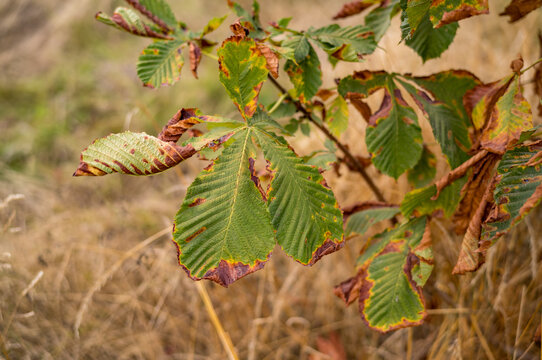 Close up of brown and green leaves on a chestnut tree in a field during autumn