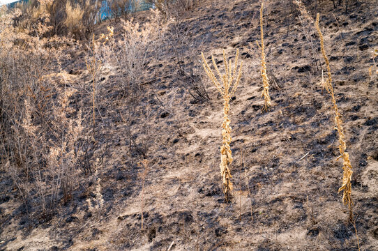 Burnt embankment, Wildfire aftermath showing charred land and dry vegetation.