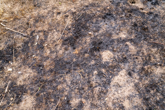 Burnt embankment, Burnt ground with ash and charcoal after wildfire.