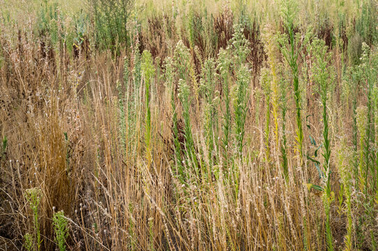 Tall plants grow in a field during late afternoon in a rural area
