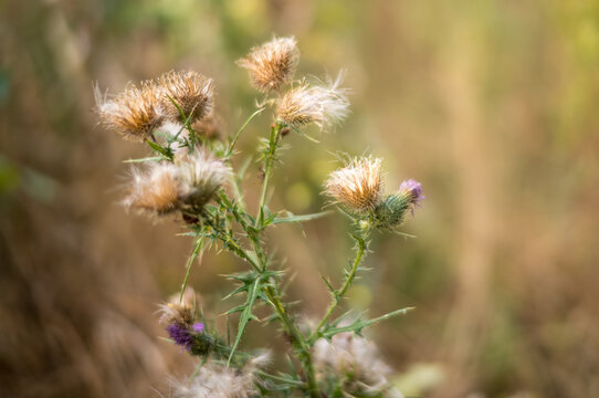 Wild thistle plants grow in a field during late afternoon in summer showing dry and blooming flowers