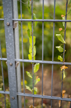 Vines growing on a metal gate in a garden during daytime
