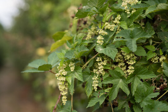 Hops plants grow along a narrow path in the early morning light, surrounded by lush greenery and flowering buds