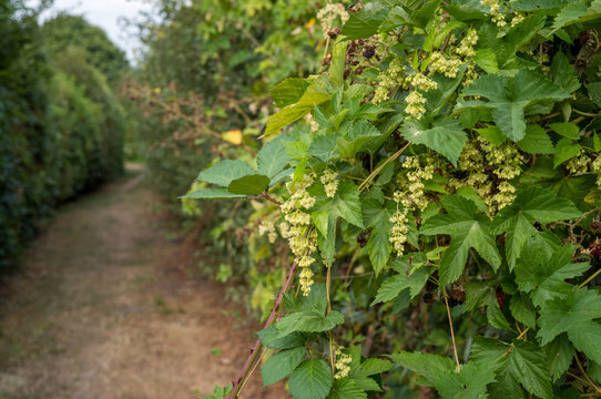 Green vines with flowers grow along a dirt path in a garden during spring season