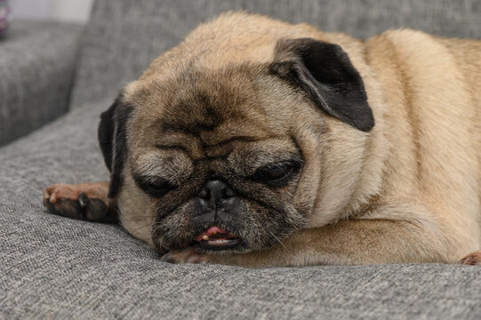 Relaxing pug resting comfortably on a cozy gray couch during a quiet afternoon at home
