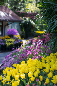 Colorful Spring Garden Path with Blooming Yellow Tulips and Vibrant Flowers