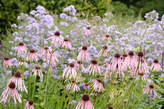 Pink Echinacea pallida, the pale purple coneflower