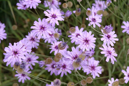 Purple Catananche caerulea, blue flowered Cupid's dart in flower.
