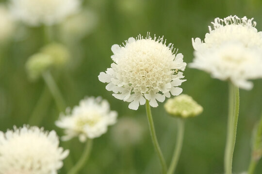 Cream Scabiosa columbaria ochroleuca, pale yellow scabious, in flower.
