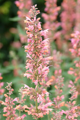 Obraz premium Coral pink and peach Agastache ‘Kolibri’ giant hyssop in flower.