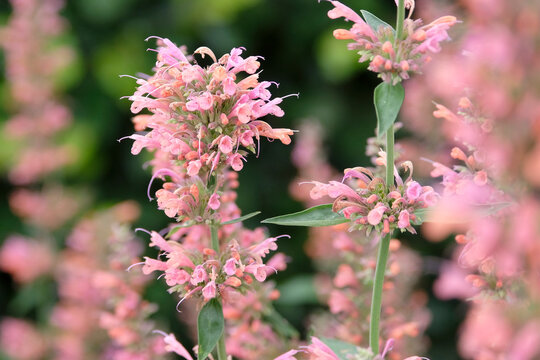 Coral pink and peach Agastache &lsquo;Kolibri&rsquo; giant hyssop in flower.
