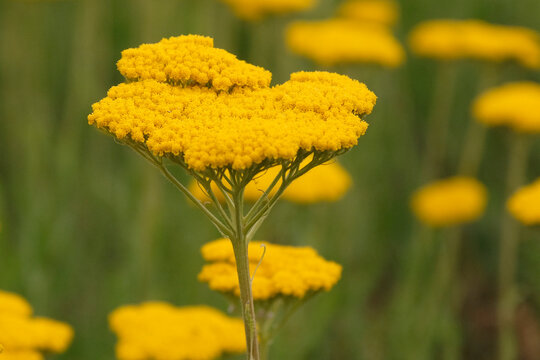 Yellow Achillea &lsquo;Coronationa Gold&rsquo; yarrow in flower.