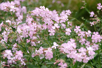 Fototapeta premium Pale pink Saponaria x lempergii ‘Max Frei’ soapwort in flower.