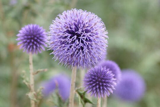 Blue Echinops ritro &lsquo;Veitch's Blue&rsquo; globe thistle in flower.