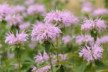 Fototapeta premium Pale pink Monarda ‘Neon’, also known as Bee Balm or Bergamot, in flower.