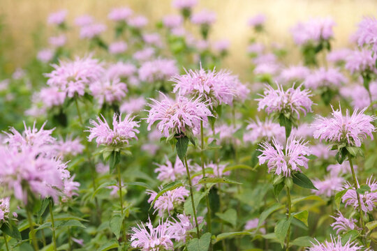 Pale pink Monarda &lsquo;Neon&rsquo;, also known as Bee Balm or Bergamot, in flower.