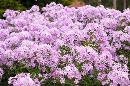 Pale pink Phlox paniculata &lsquo;Margery Fish&rsquo; in flower.