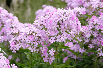 Fototapeta premium Pale pink Phlox paniculata ‘Margery Fish’ in flower.