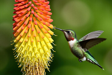 Naklejka premium Small Anna hummingbird hovers near bright orange torch lily flower. Male bird drinks nectar from plant petals in garden. Colorful creature beats wings fast during feeding time. Vivid green feathers