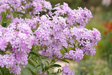 Obraz premium Pale pink Phlox paniculata ‘Margery Fish’ in flower.