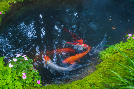 Colorful fancy carp fish (koi fish) in a garden pond in Japan,nishikigoi or orange carp.