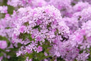 Fototapeta premium Pale pink Phlox paniculata ‘Margery Fish’ in flower.
