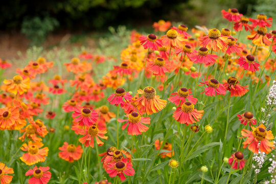 Red and orange helenium sneezeweed &lsquo;Moerheim Beauty&rsquo; in flower.