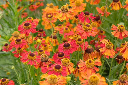 Red and orange helenium sneezeweed &lsquo;Moerheim Beauty&rsquo; in flower.