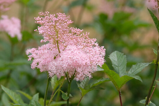 Pink Filipendula rubra &lsquo;Venusta&rsquo;, meadowsweet or queen of the prairie in flower.