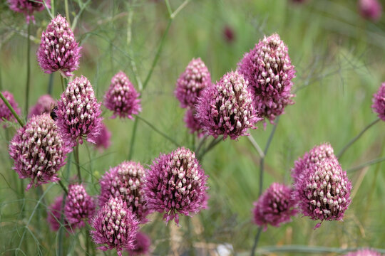 Purple Allium sphaerocephalon, round headed leek or drumstick allium in flower.