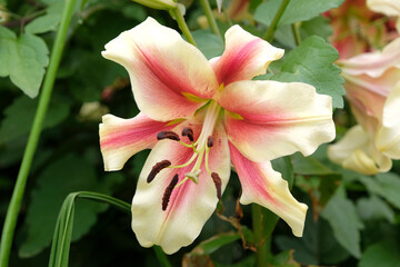 Fototapeta premium Pink and cream Lilium, tree lily, ‘Nymph’ in flower
