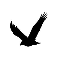 Fototapeta premium white dove flying