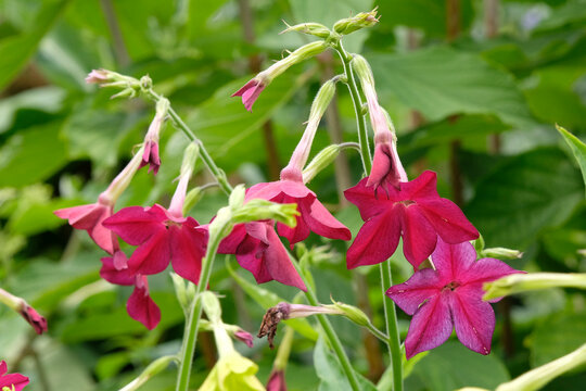 Pink Nicotiana alata, flowering tobacco &lsquo;Crimson Bedder&rsquo; in flower.
