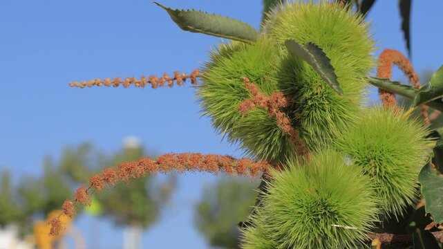 Chestnut tree with green chestnut burrs