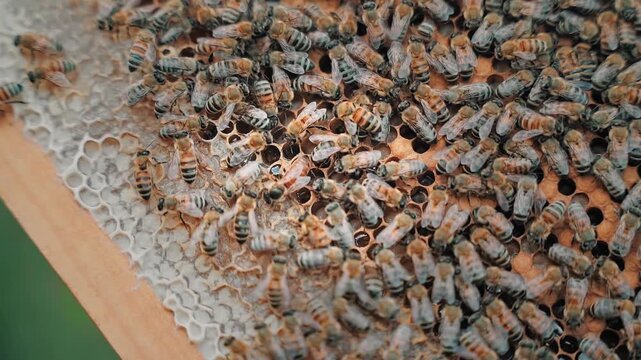 The queen bee surrounded by bees: that support and feed. the queen and bee workers around her. bee colony life.