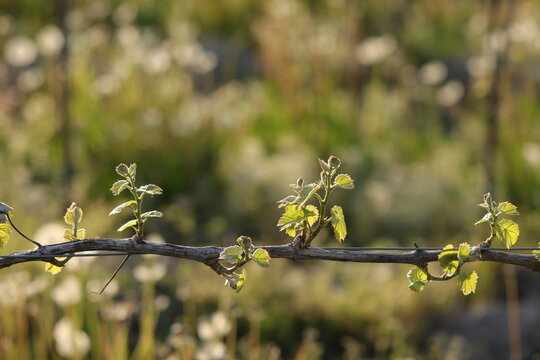 nuove foglie in un vigneto in primavera